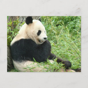 Panda Postcard