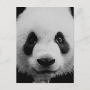 Panda Postcard