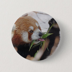 panda red animal print cute 6 cm round badge