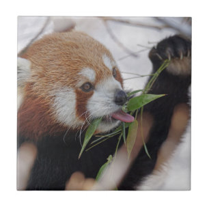 panda red animal print cute ceramic tile