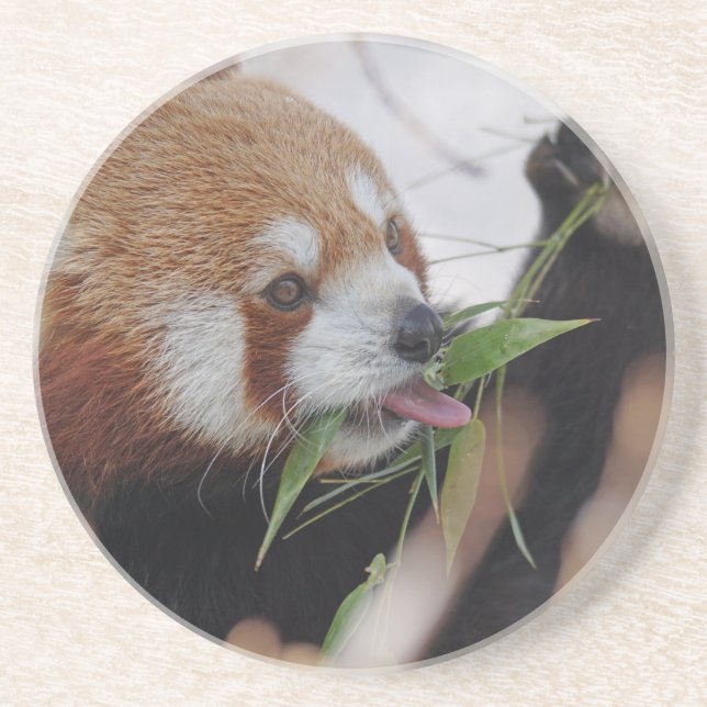 panda red animal print cute coaster (Front)