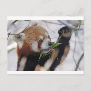 panda red animal print cute postcard