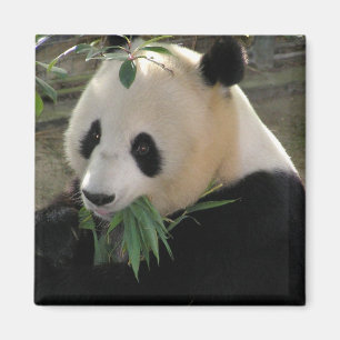 Panda Serenity Magnet