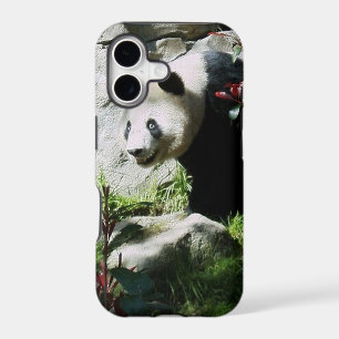 Panda Smile