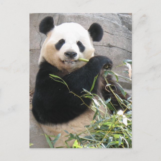 Panda Snack Postcard (Front)