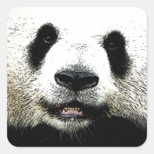 Panda Square Sticker