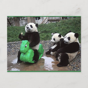 pandabeer postcard