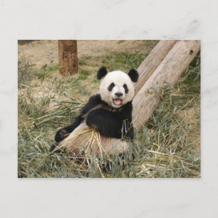 PandaM001 Postcard