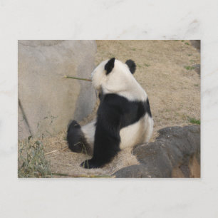 PandaM004 Postcard