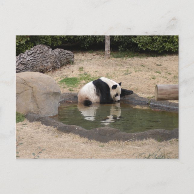 PandaM007 Postcard (Front)