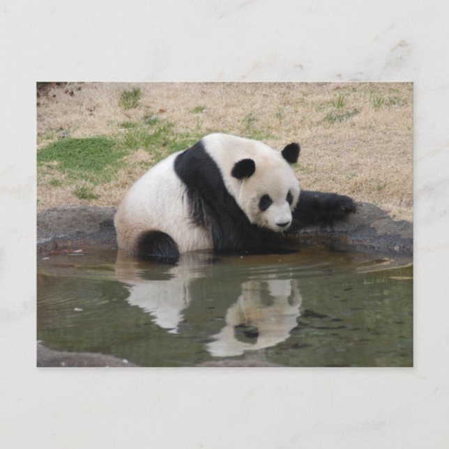PandaM008 Postcard (Front)