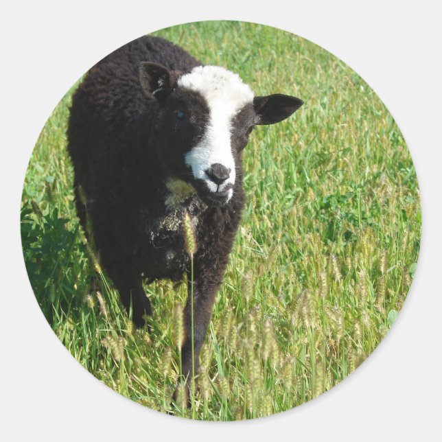 Pandi Classic Round Sticker (Front)