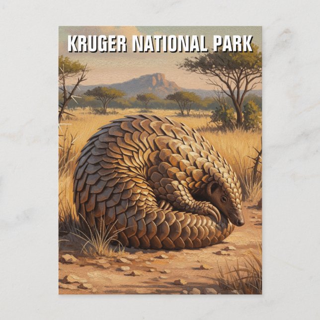 Pangolin in Kruger National Park South Africa Postcard (Front)