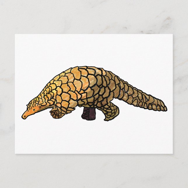 Pangolin Postcard (Front)
