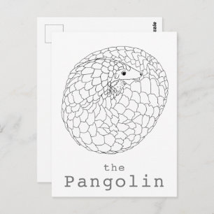 Pangolin rolled up simple drawing postcard