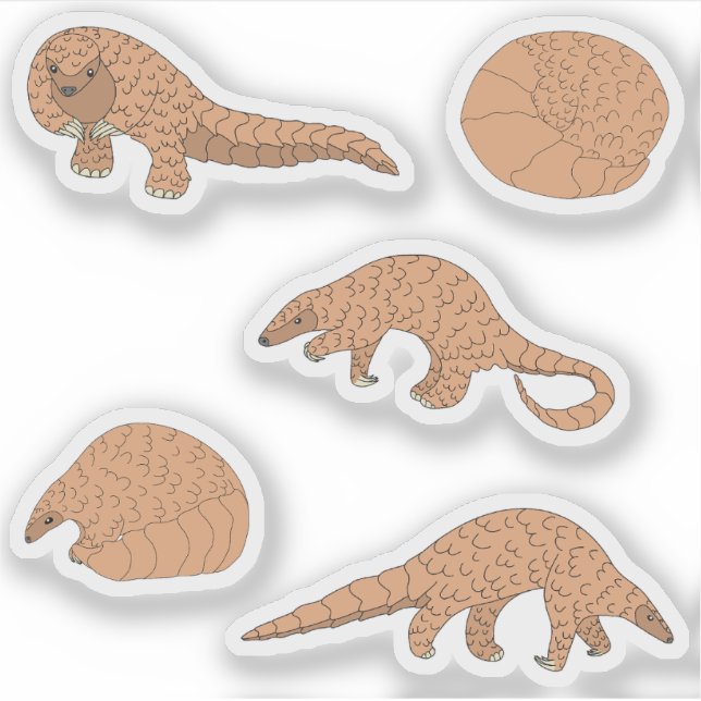 Pangolins (Front)