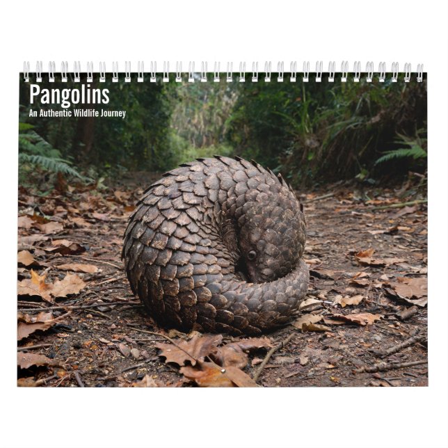 Pangolins 2027 Wall Calendar (Cover)