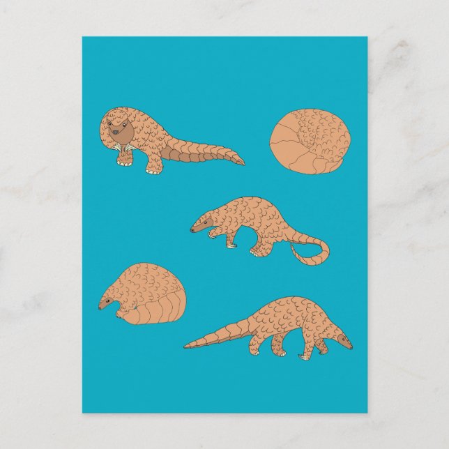 Pangolins Postcard (Front)
