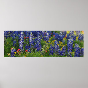 Panoramic Bluebonnet Scene Poster