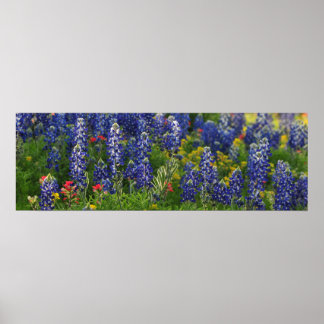 Panoramic Bluebonnet Scene Poster