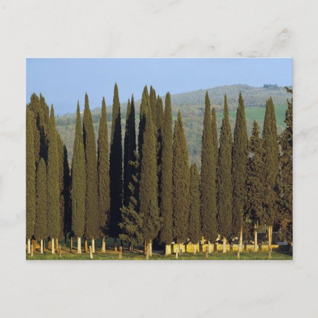 panoramic view of cypress trees near Siena Postcard (Front)