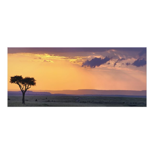 Panoramic view of single acacia tree at photo print (Front)