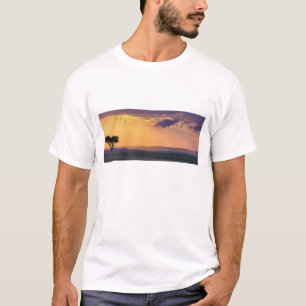 Panoramic view of single acacia tree at T-Shirt
