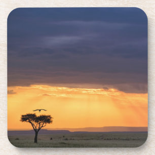 Panoramic view of Vulture and acacia tree Coaster