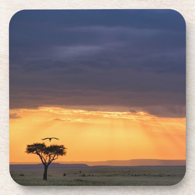 Panoramic view of Vulture and acacia tree Coaster (Front)