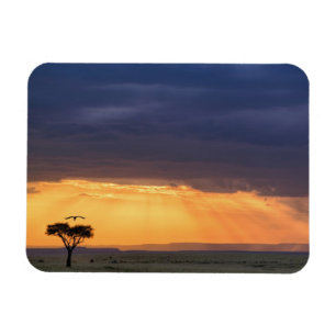 Panoramic view of Vulture and acacia tree Magnet