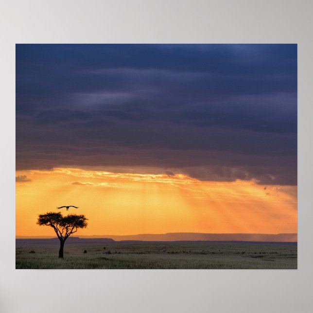 Panoramic view of Vulture and acacia tree Poster (Front)