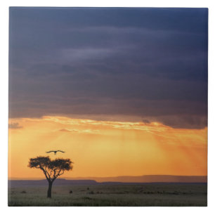 Panoramic view of Vulture and acacia tree Tile