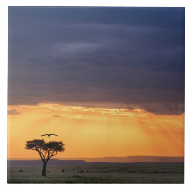 Panoramic view of Vulture and acacia tree Tile (Front)