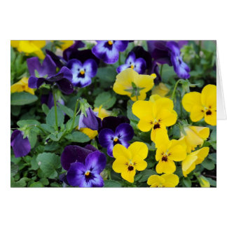 Pansies