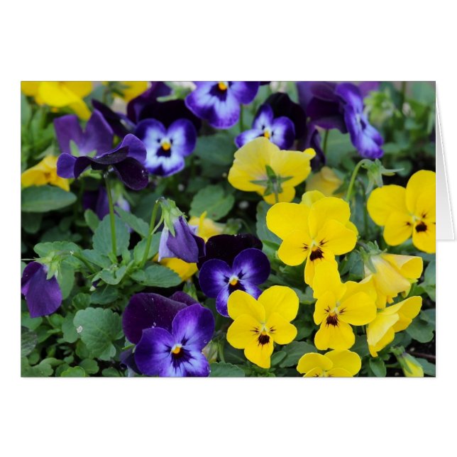 Pansies (Front Horizontal)