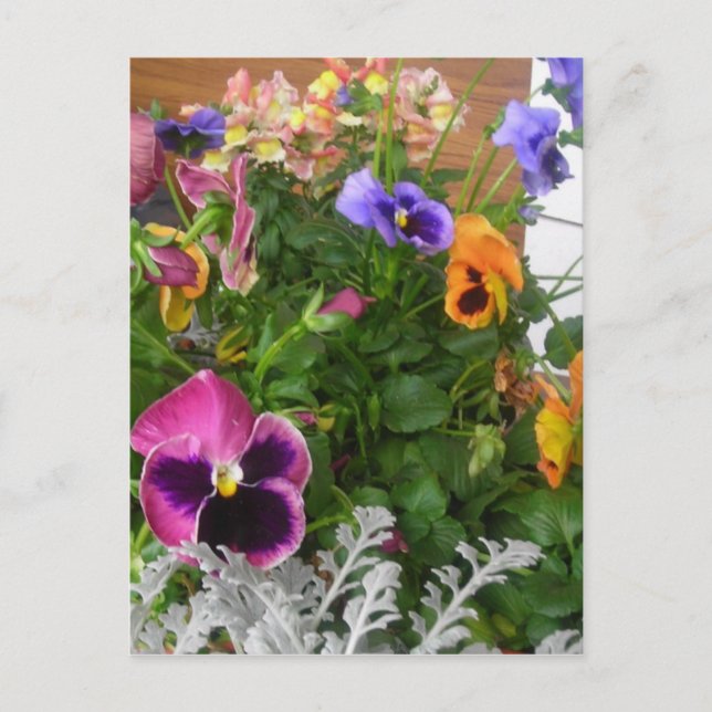 Pansies a plentiful postcard (Front)