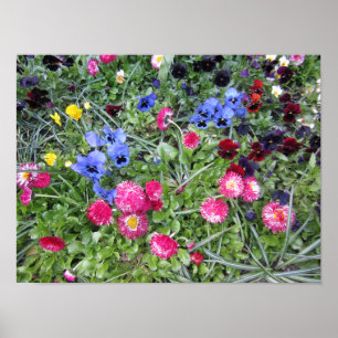 Pansies and Daisies Poster