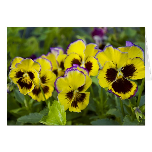 Pansies Card (Front Horizontal)
