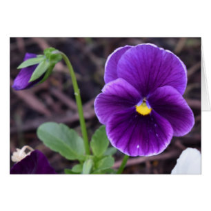 Pansies, card