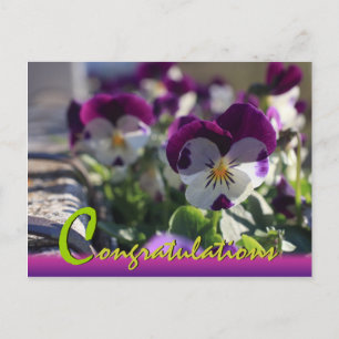 Pansies CC0474 Flower Celebration Postcard
