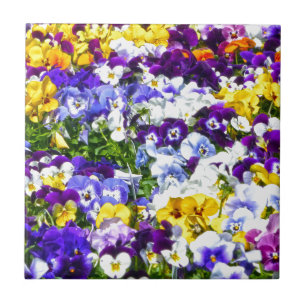 Pansies Ceramic Tile