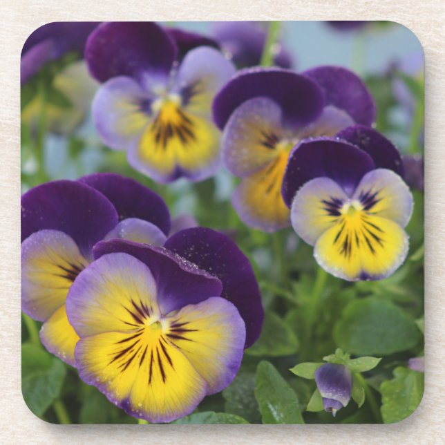 Pansies Coaster (Front)