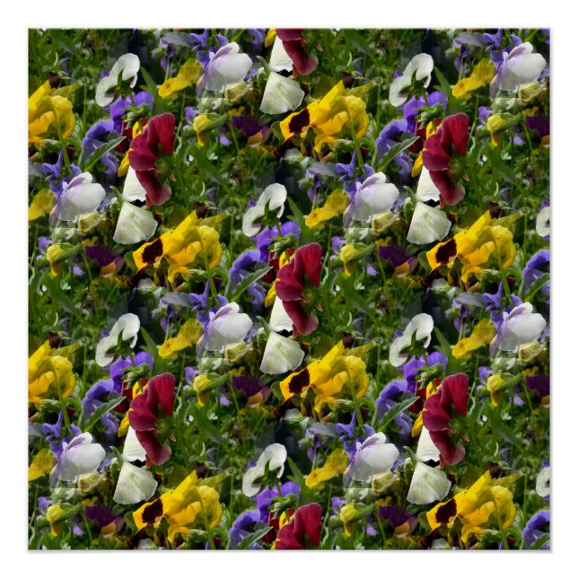 Pansies Forever... Poster (Front)