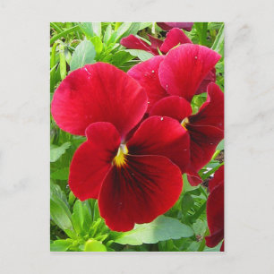 Pansies in April Postcard