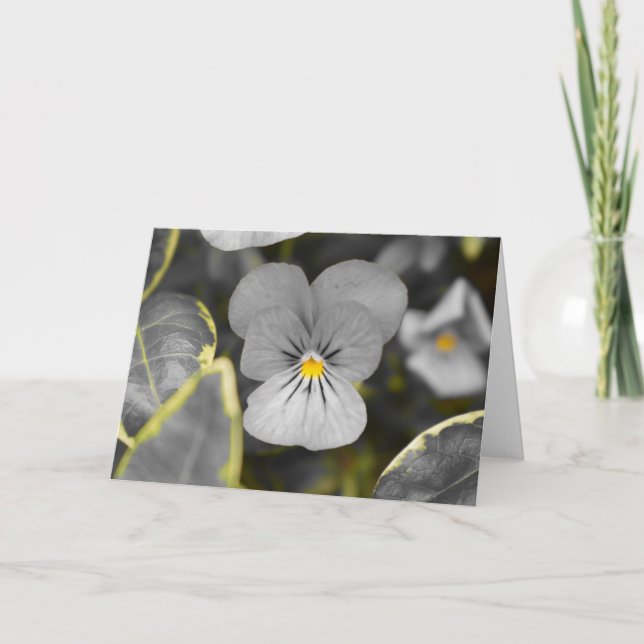 Pansies / Isolated Colour Card (Front)