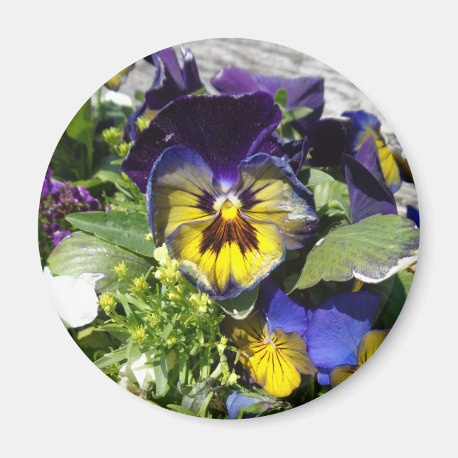 PANSIES! MAGNET (Front)