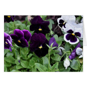 Pansies / painting, card