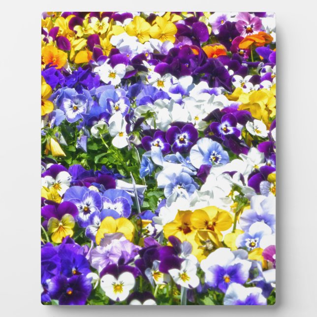 Pansies Plaque (Front)
