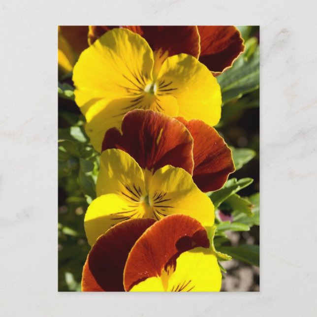 Pansies Postcard (Front)