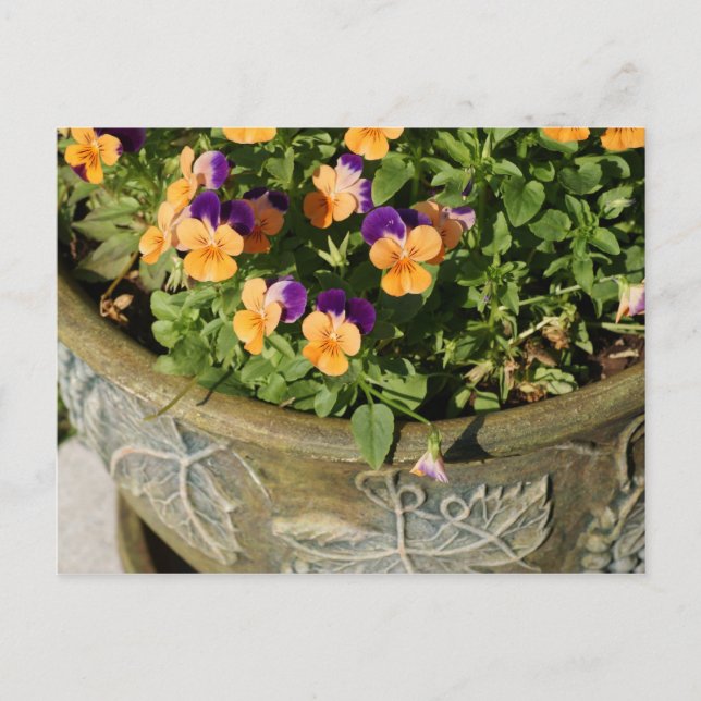 Pansies Postcard (Front)
